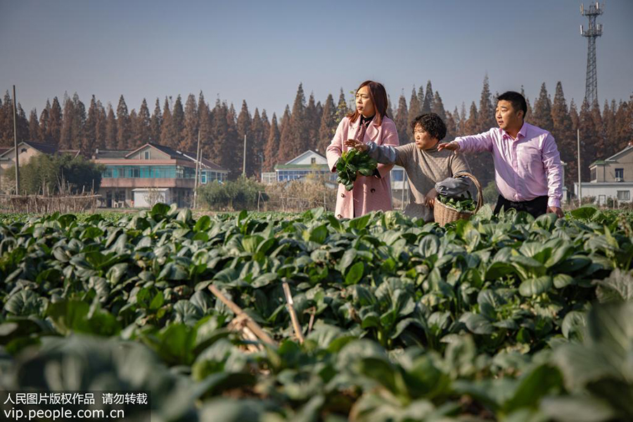 12月10日，郭峰在他“认购”的菜地查看蔬菜生长情况。